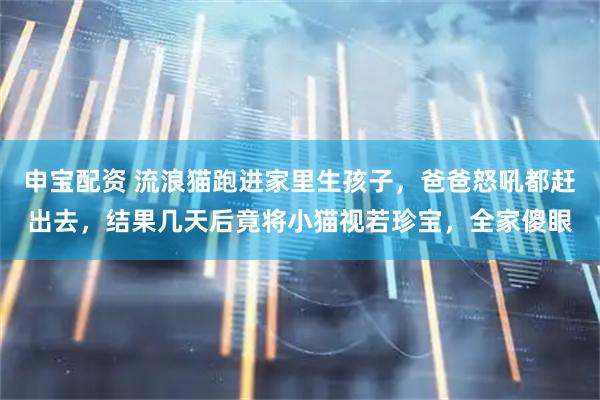 申宝配资 流浪猫跑进家里生孩子，爸爸怒吼都赶出去，结果几天后竟将小猫视若珍宝，全家傻眼